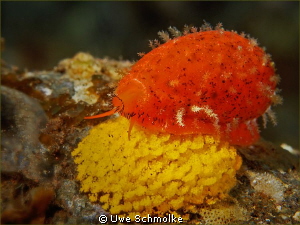 Cowrie on eggs -

Identification hints welcome.
Have f... by Uwe Schmolke 